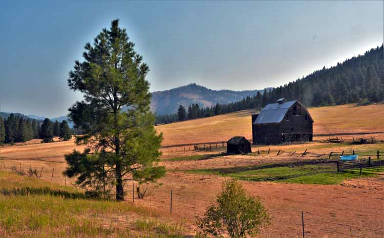 tree and barn in field